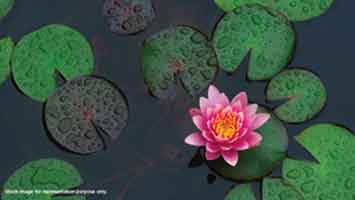 Lotus Park